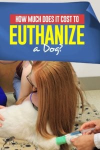 How Much Does It Cost to Euthanize a Dog