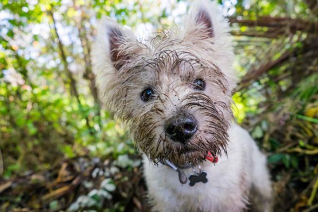 How to Remove Stains from White Dog Fur