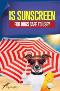 Is Sunscreen for Dogs Safe to Use - Best Tips