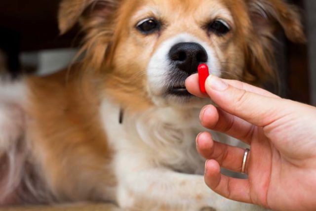 Muscle Relaxers for Dogs featured image