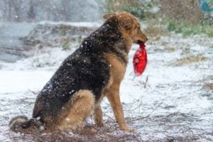 Sad German Shepherd Dog Grieving Owner's Death