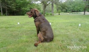 electronic fence for dogs