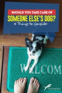 Should You Take Care of Someone Else’s Dog - 4 Things to Consider