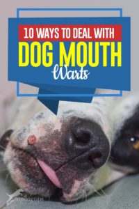 The 10 Ways to Deal with Dog Mouth Warts