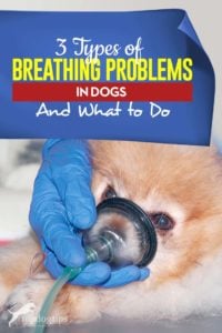 The 3 Types of Dog Breathing Problems and What to Do