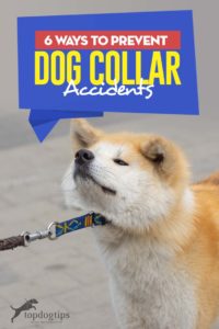 The 6 Ways to Prevent Dog Collar Accidents