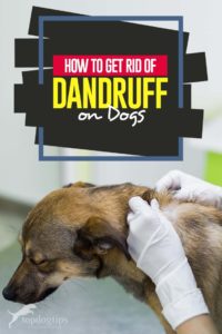 Tips on How to Get Rid Of Dog Dandruff