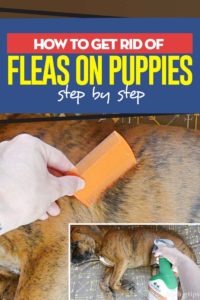 Tips on How to Get Rid of Fleas on Puppies