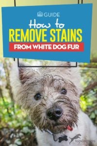 Tips on How to Remove Stains from White Dog Fur