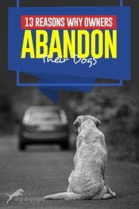 Top 13 Reasons Why Owners Abandon Their Dogs