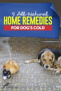 Top 5 Home Remedies for Dog Cold - All Natural Treatments