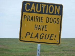 What Is the Plague in Dogs