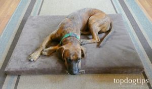 Woofmat Orthopedic Dog Bed