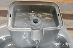 dog water fountain