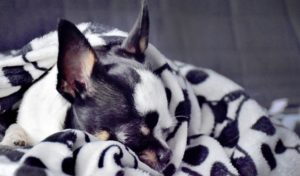 home remedies for dog cold