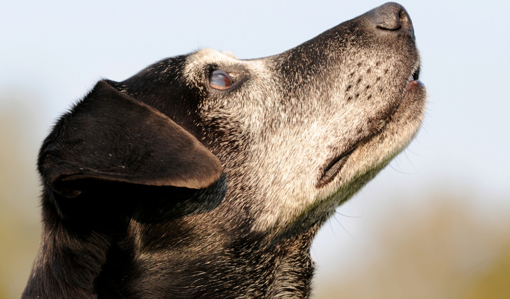 Cloudy eyes on a dog