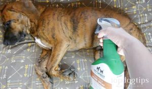 how to get rid of fleas on puppies