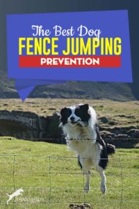 5 Best Dog Fence Jumping Prevention