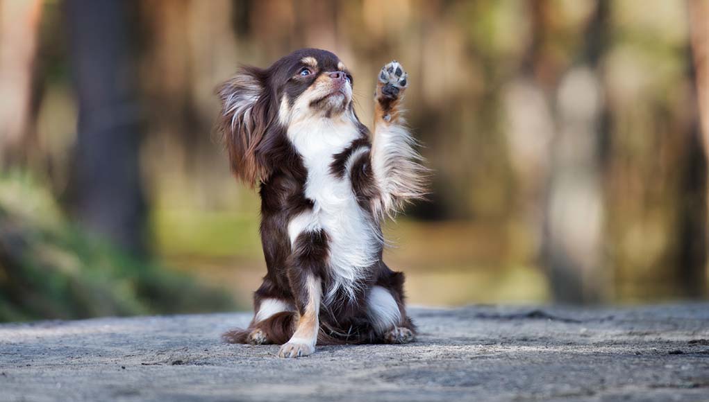 6 Advanced Dog Tricks for Owners to Teach Their Dogs