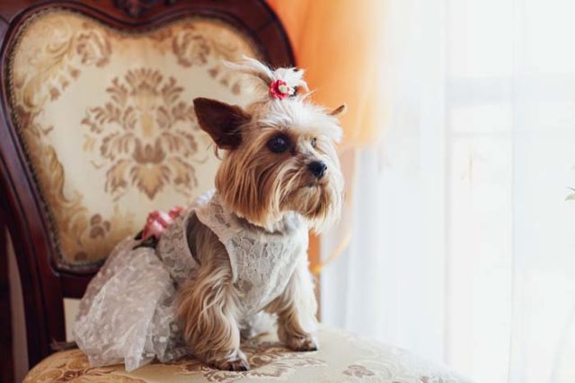 8 Best Dog Wedding Dresses