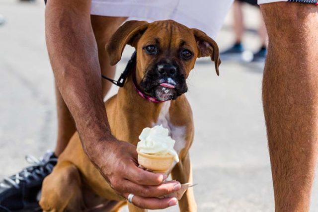 Can Dogs Eat Ice Cream? featured image