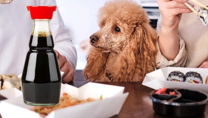 Can Dogs Eat Soy Sauce