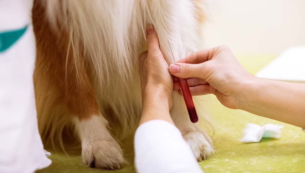 Do Dogs Have Blood Types