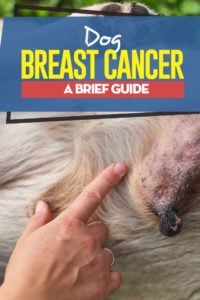 Dog Breast Cancer - A Brief Guide