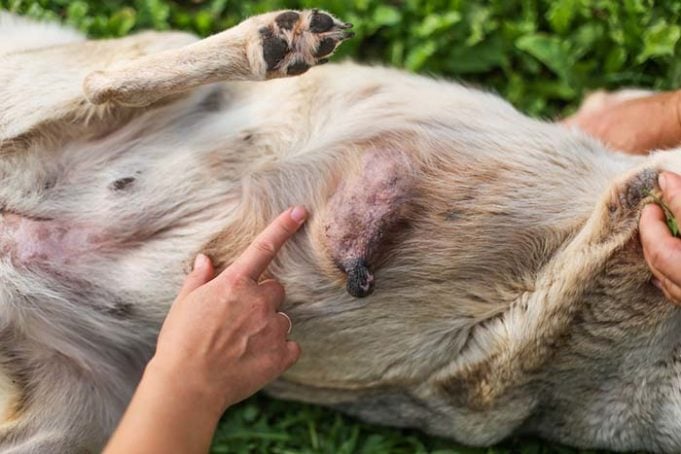 Dog Breast Cancer - A Brief Guide