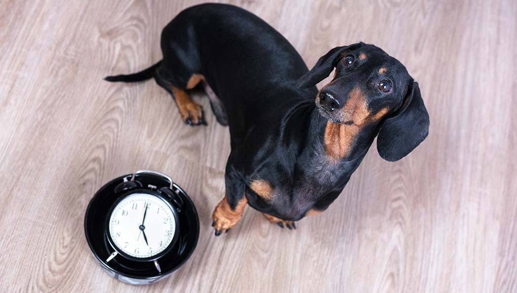 Dog Feeding Schedule - What Owner’s Must Know