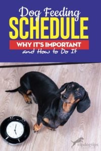 Dog Feeding Schedule - Why It's Important and How to Do It