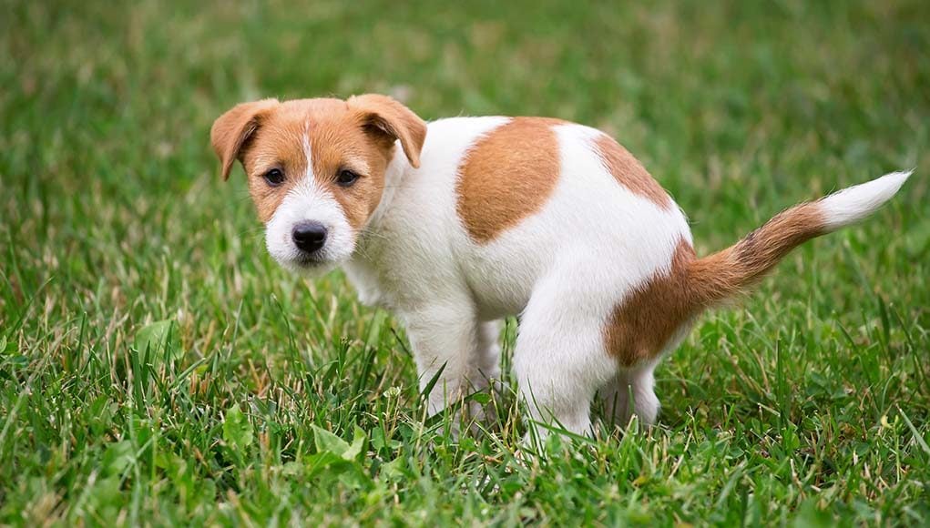 Dog Has Hard Poop - 6 Reasons Why and How to Fix This Problem Quickly