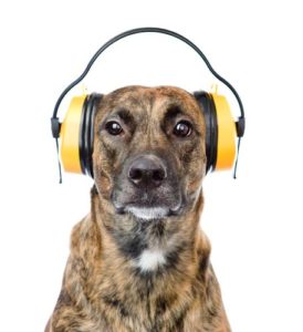 Dog Hearing Protection – What to Look For