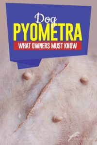 Dog Pyometra - What Owners Must Know