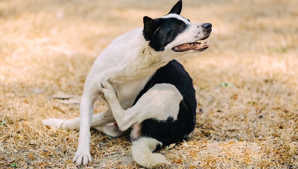 Dog Scratching But No Fleas - 8 Other Causes of Itching and Solutions