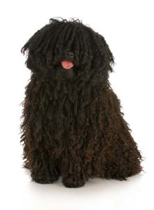 Dogs with Corded Hair