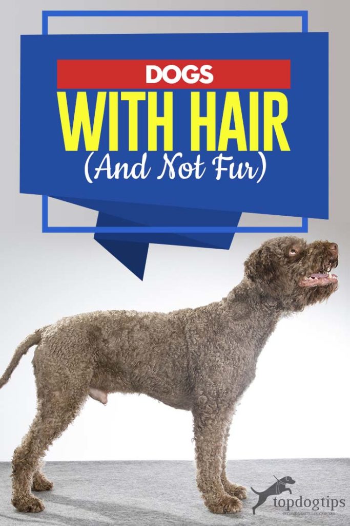 Dogs with Hair (And Not Fur)