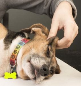 How to Give a Dog Massage Yourself