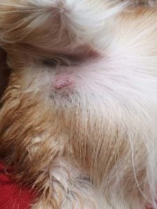 Mast cell tumor on a dog