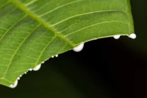 Sliced leaf spilling sap