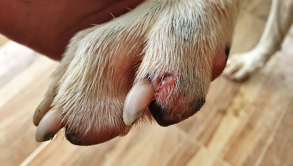 Tetanus in Dogs - How to Deal With It and Prevent It