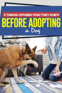 The 5 Things Owners Wish They Knew Before Adopting a Dog