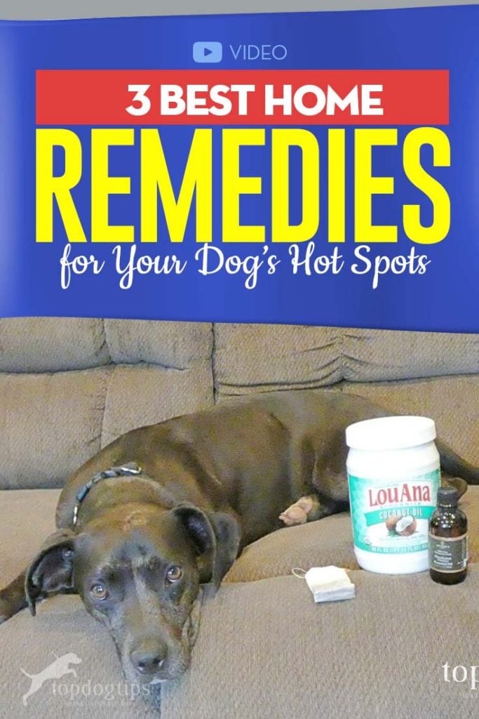 The Best Hot Spot Dog Home Remedy Treatments