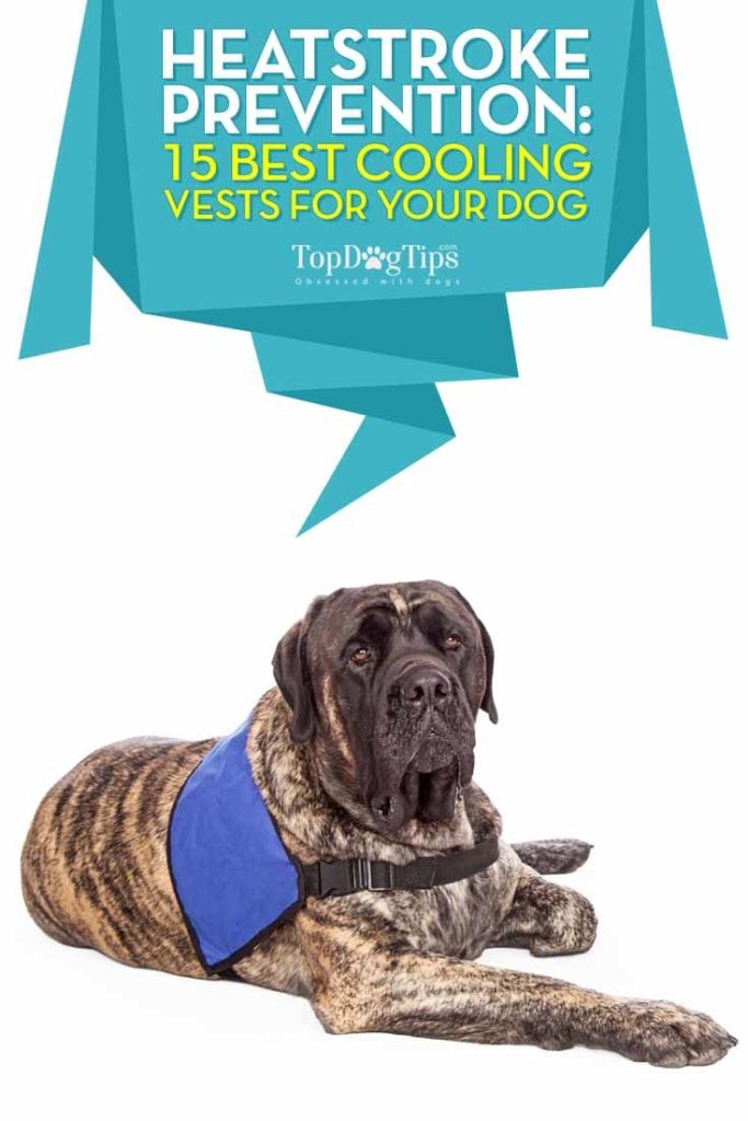 Top 15 Rated Best Cooling Vests for Dogs