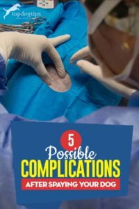 Top 5 Possible Complications After Spaying Your Dog