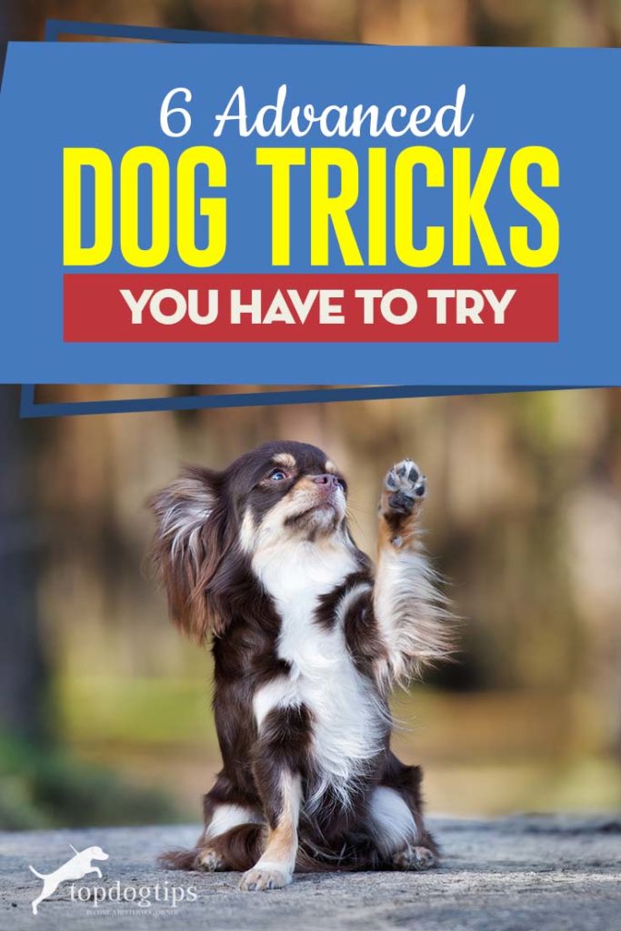 Top 6 Advanced Dog Tricks You Have to Try