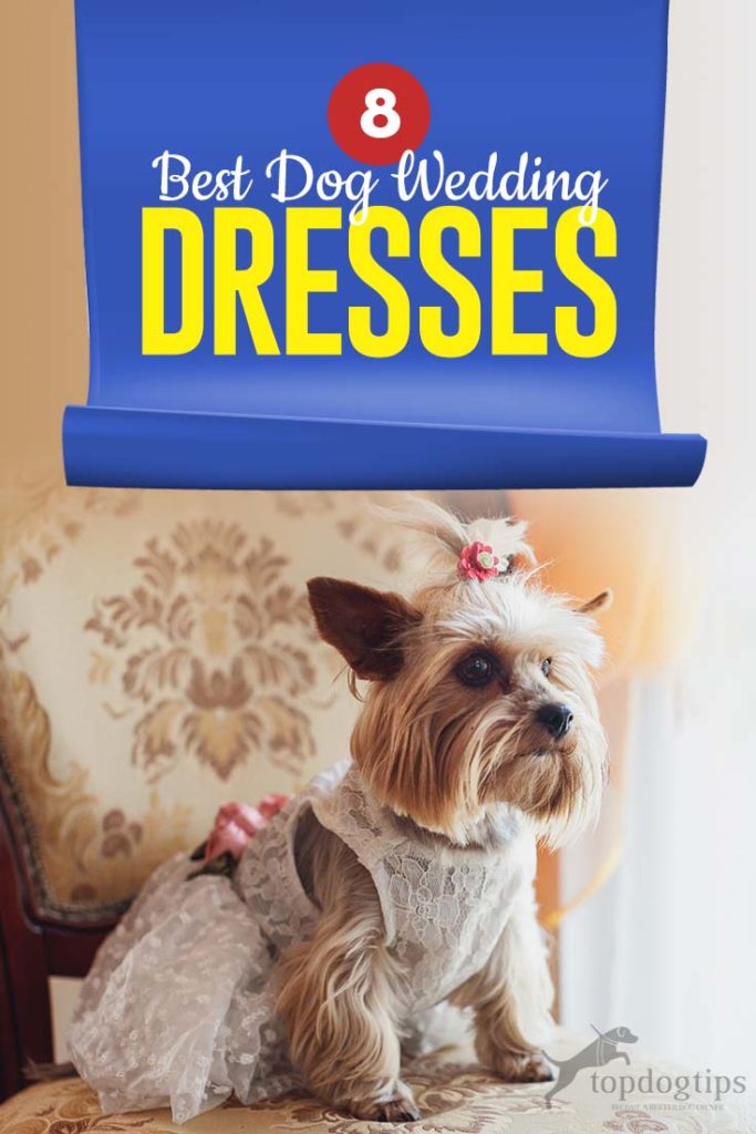 Top 8 Best Dog Wedding Dresses