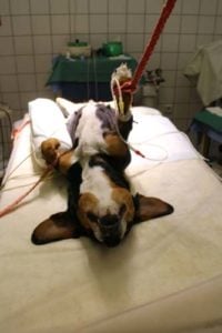 Treatments for Pyometra in Dogs