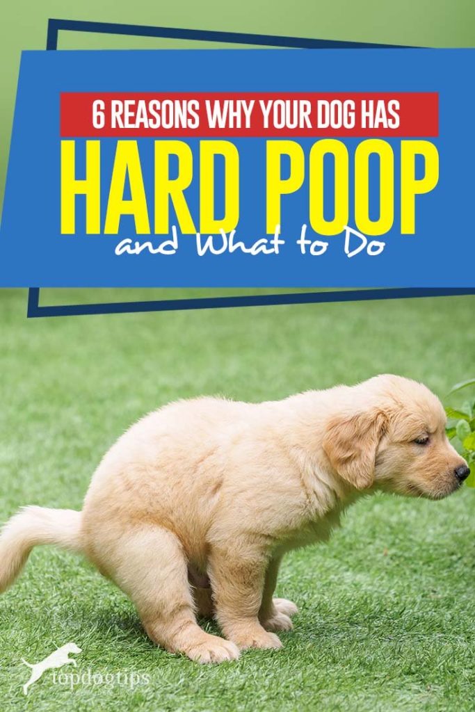 What to Do When Dog Has Hard Poop