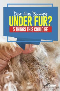 Your Dog Has Bumps Under Her Fur - 5 Things This Could Be